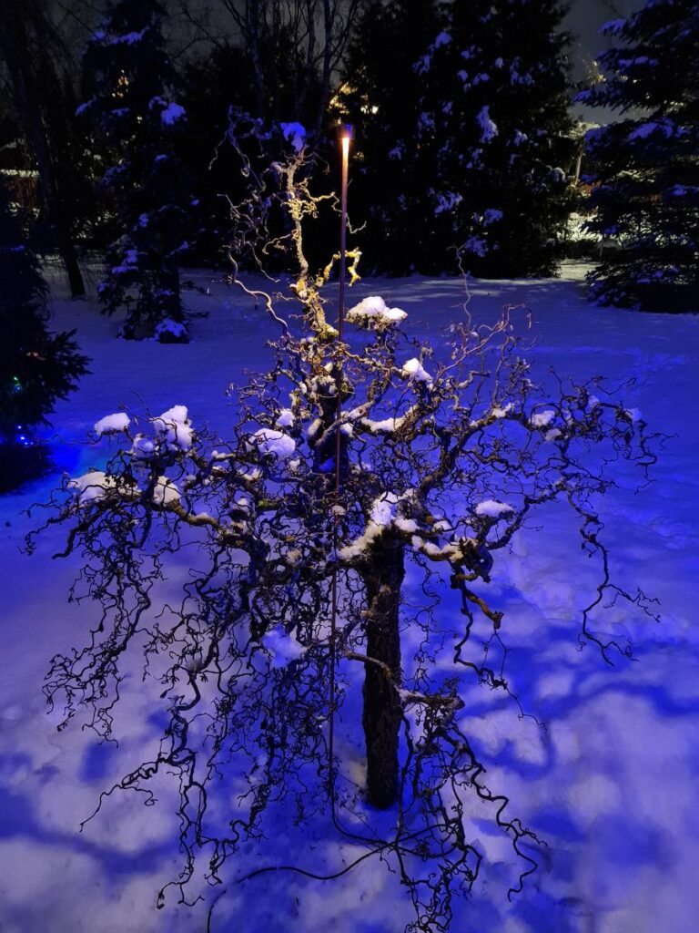 bush lighting